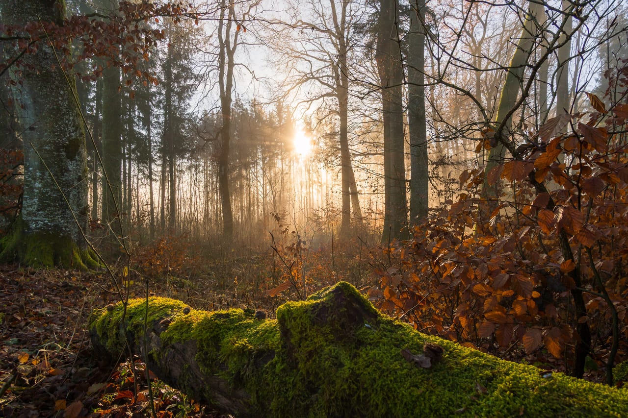 Ein warmes Sonnenlicht durchdringt den dichten Wald im Herbst.