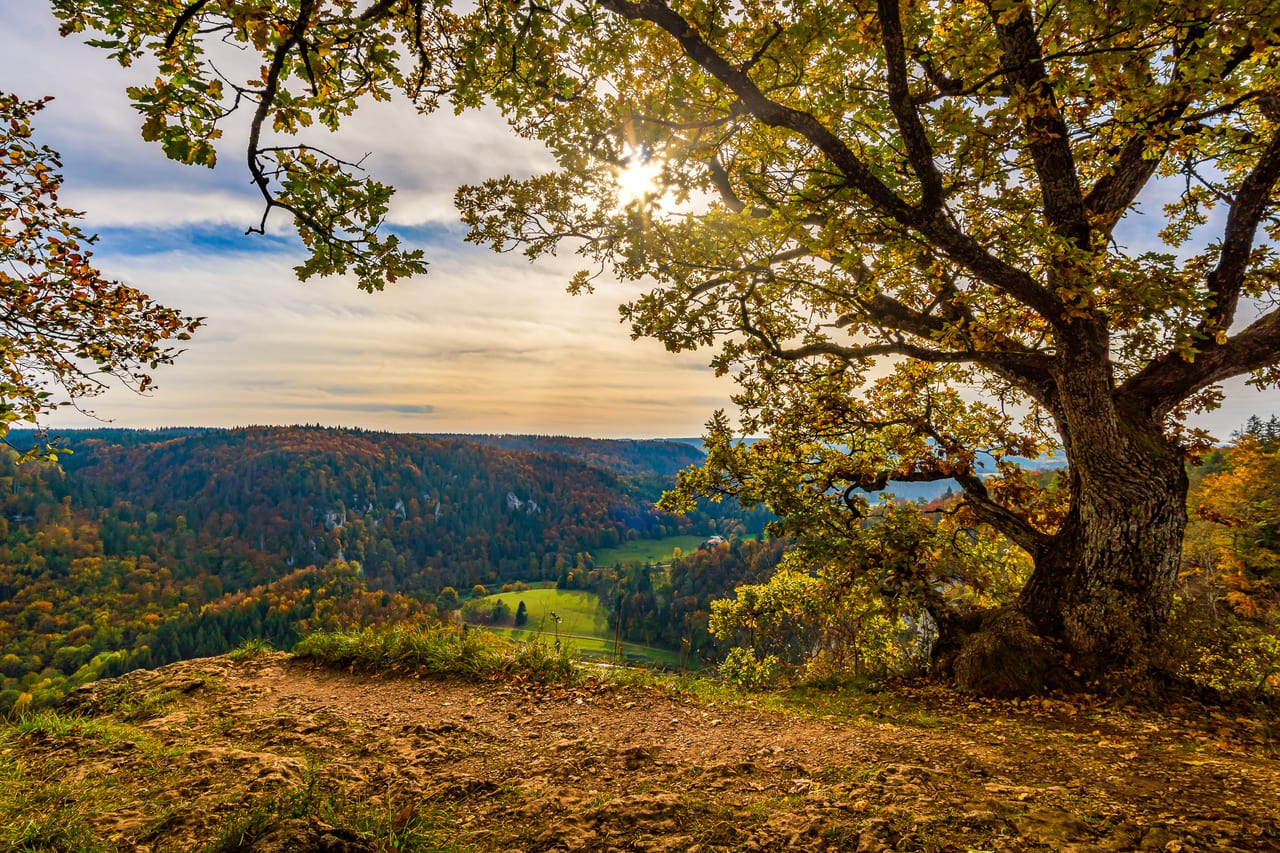 Ein großer Baum ragt in den Vordergrund, während die untergehende Sonne durch seine Äste scheint.