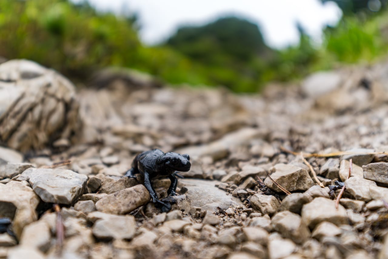 Ein kleiner, glänzend schwarzer Alpensalamander bewegt sich langsam über eine mit kleinen Steinen und Geröll bedeckte Oberfläche.