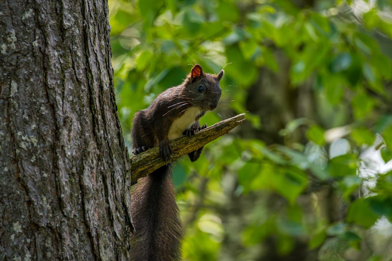 Ein Eichhörnchen mit buschigem Schwanz sitzt auf einem dünnen Ast.
