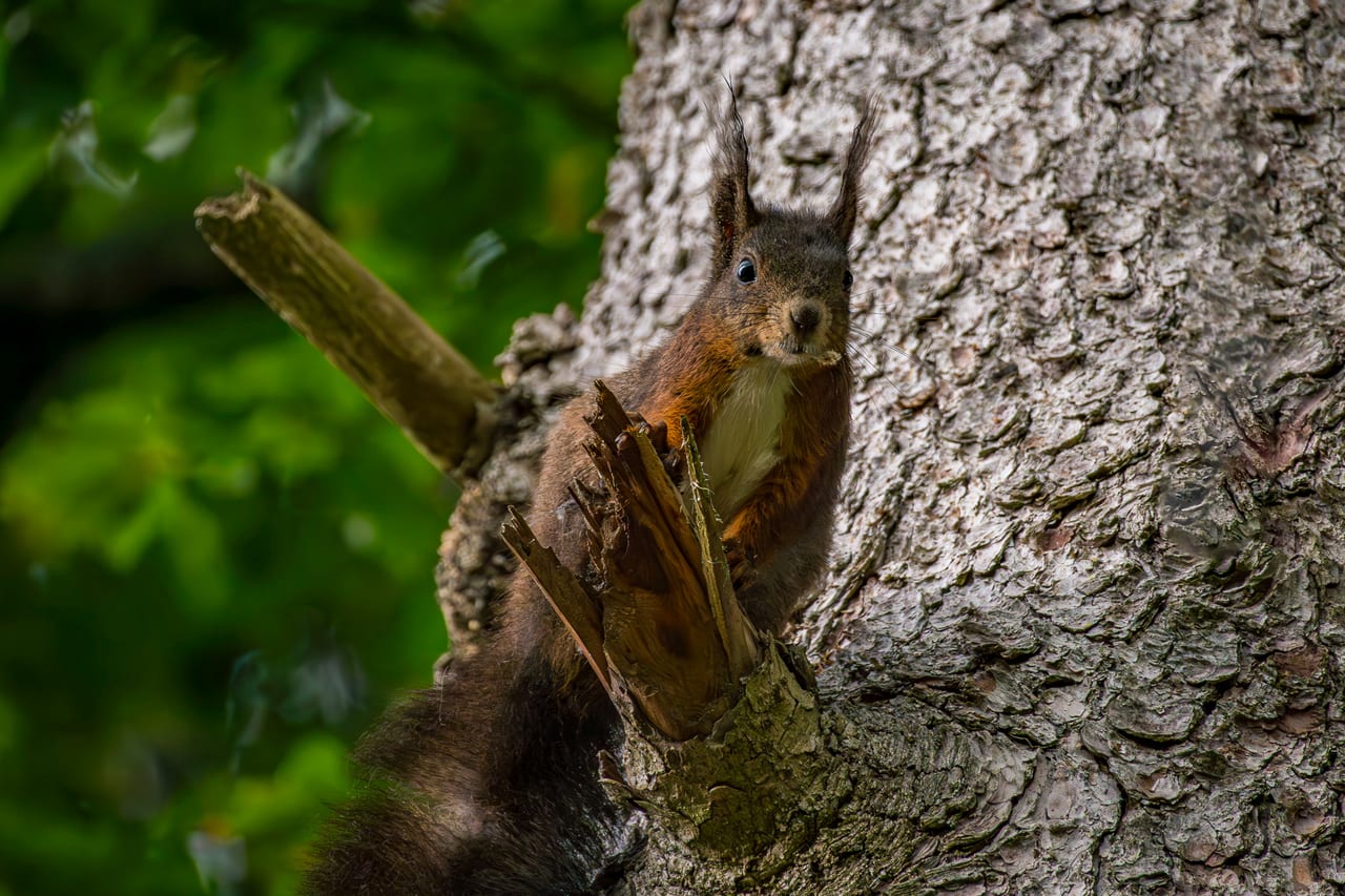 Ein Eichhörnchen mit buschigem Schwanz und aufmerksamen Augen klammerte sich an einen vertikalen Baumstamm.