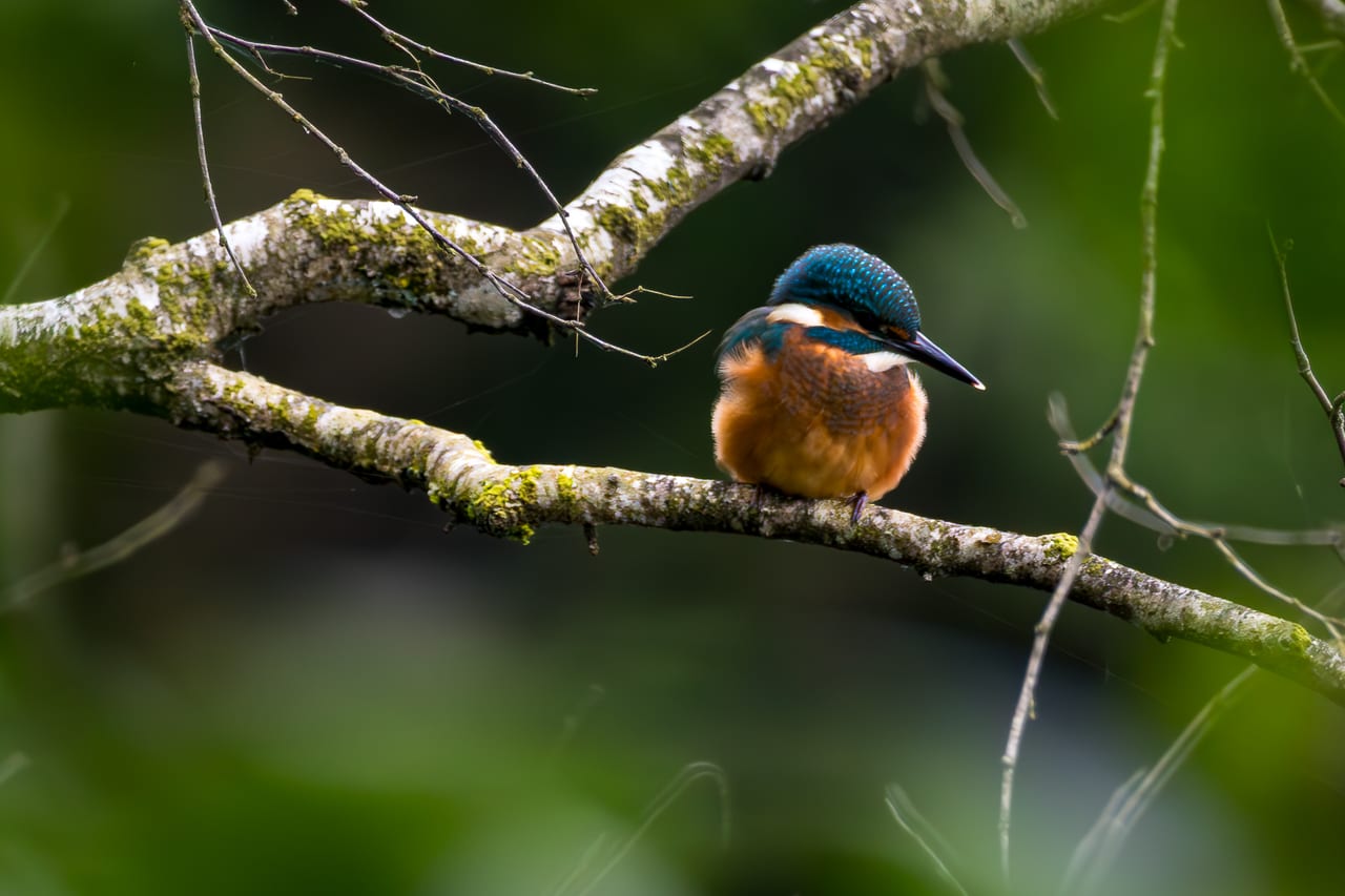 Ein prächtiger Eisvogel mit türkisfarbenem Gefieder und rostrotem Bauch sitzt auf einem moosbewachsenen Ast.