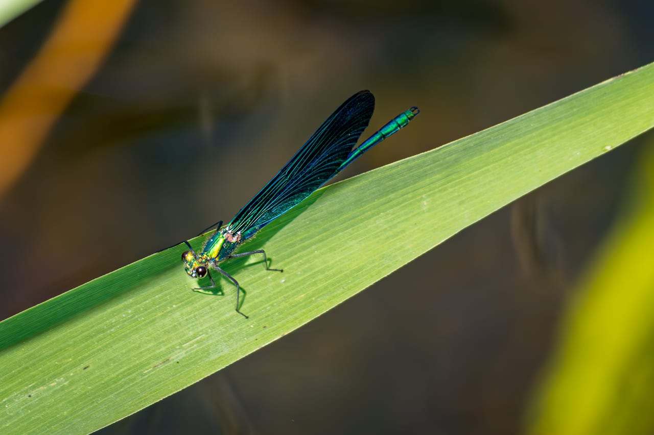 Eine glänzend grüne Libelle mit durchsichtigen, dunklen Flügeln sitzt ruhig auf einem schmalen, hellgrünen Grasblatt.