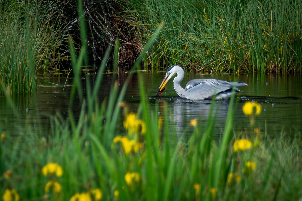 Ein Graureiher steht beim jagen im flachen Wasser eines Teiches, umgeben von dichtem Schilf und gelben Blumen.