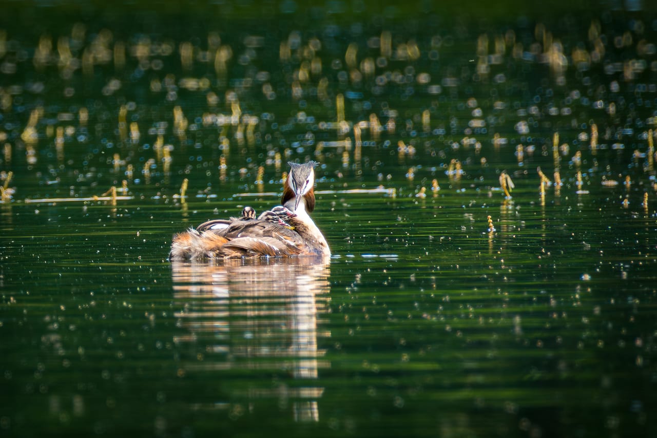 Ein Haubentaucher schwimmt entspannt auf ruhigem Wasser mit seinen Jungen auf dem Rücken.