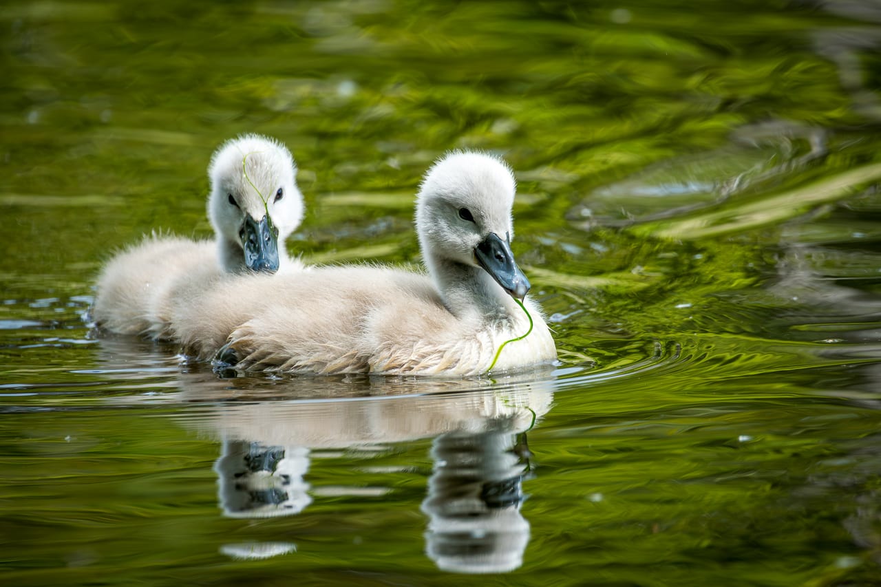 Zwei flauschige Jungschwäne mit weichem Daunengefieder schwimmen nebeneinander auf einem klaren, grünlich schimmernden Wasser.