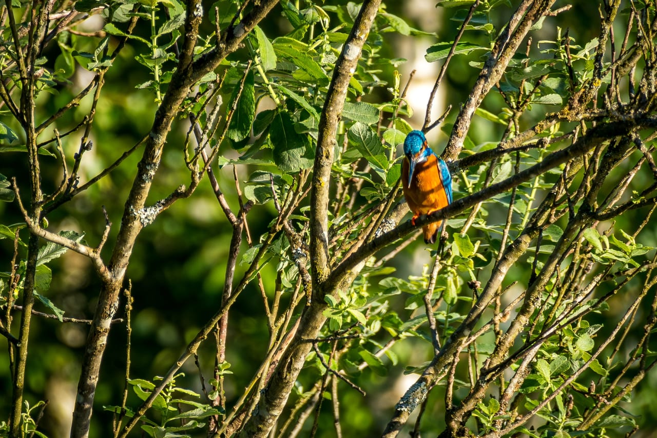 Ein leuchtend blauer Eisvogel mit oranger Brust sitzt auf einem dünnen, grünen Ast in dichtem Laubwerk.