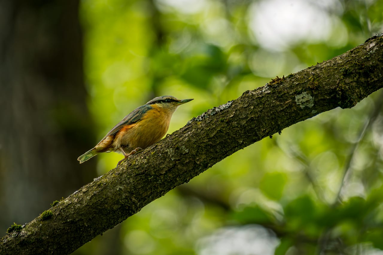 Ein Kleiber mit schönen Gefieder und rostrotem Bauch sitzt auf einem moosbewachsenen Ast.