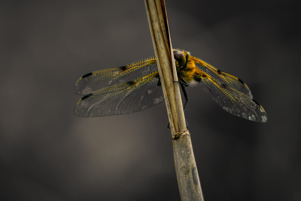 Eine Libelle mit durchsichtigen Flügeln und gelben Adern sitzt regungslos auf einem dünnen, vertikalen Halm.