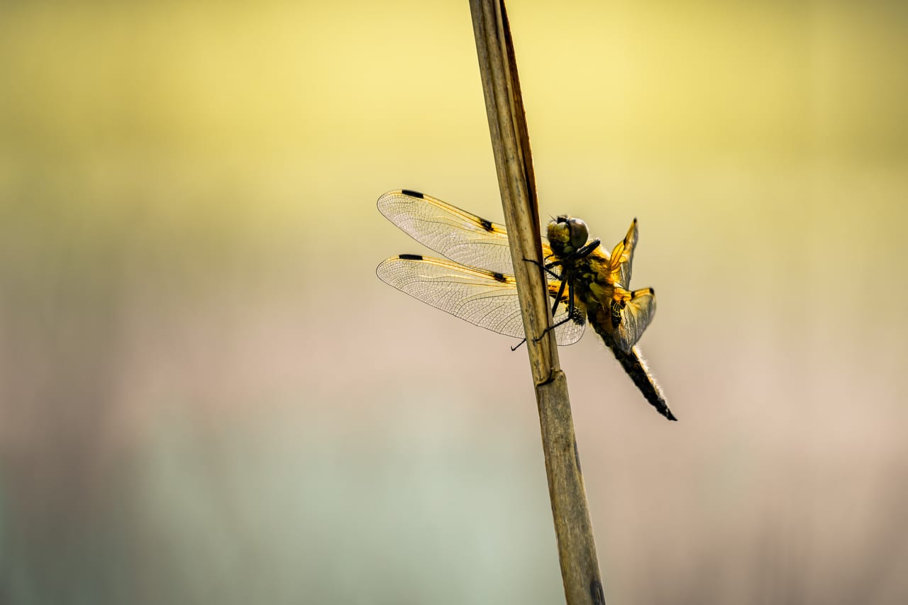 Eine Libelle mit durchscheinenden, goldbraun getönten Flügeln sitzt am Abendlicht auf einem schmalen, vertikalen Halm.