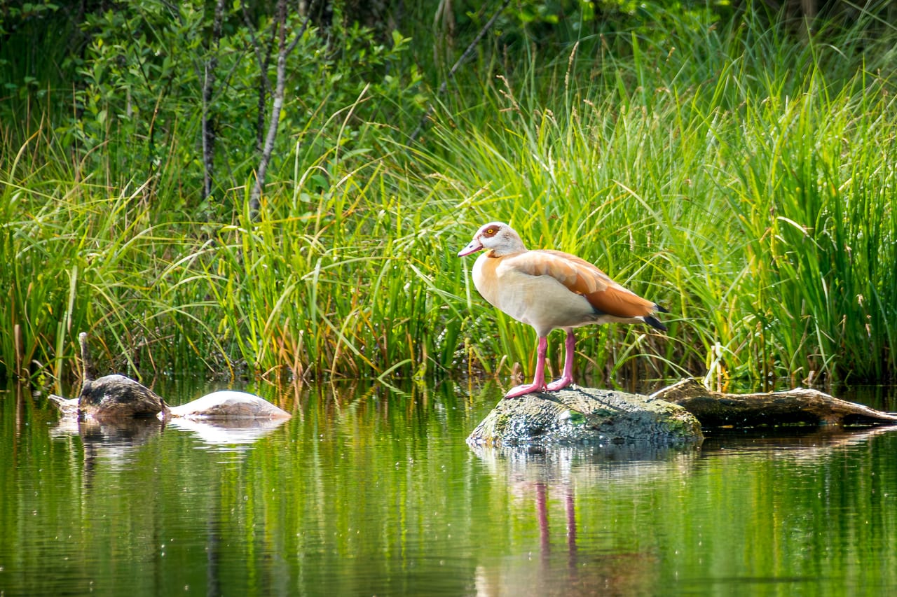 Eine elegant stehende Nilgans mit pinken Beinen und orange-braunem Gefieder posiert auf einem kleinen Felsen im Wasser.