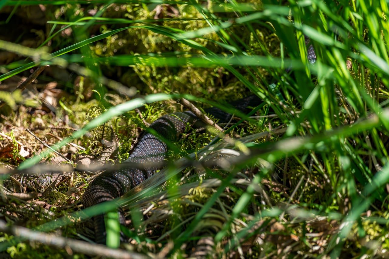 Eine glänzend schwarze Kreuzotter mit geflecktem Bauch windet sich durch moosbewachsenes, feuchtes Gras.