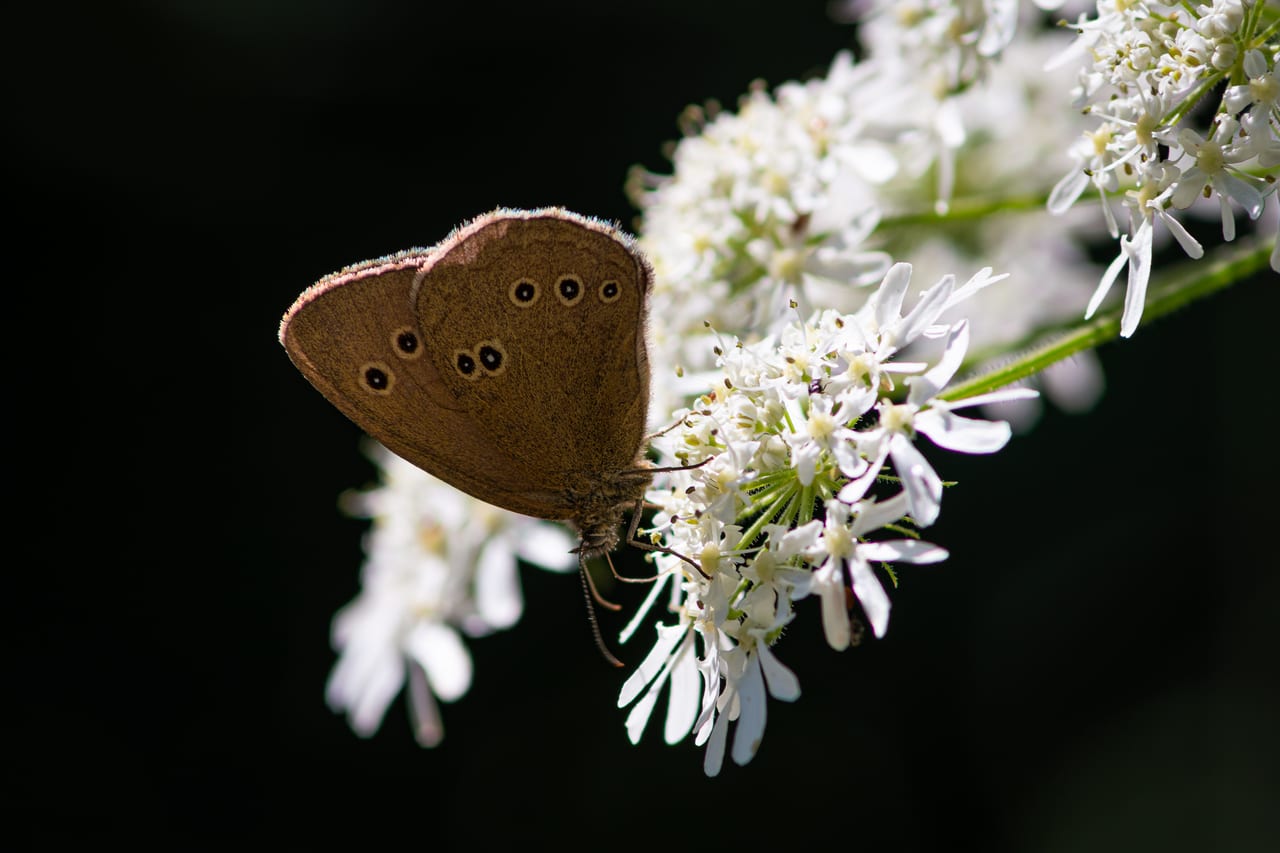 Ein brauner Schmetterling mit markanten Augenflecken auf den Flügeln sitzt auf einer weißen, sternförmigen Blüte.