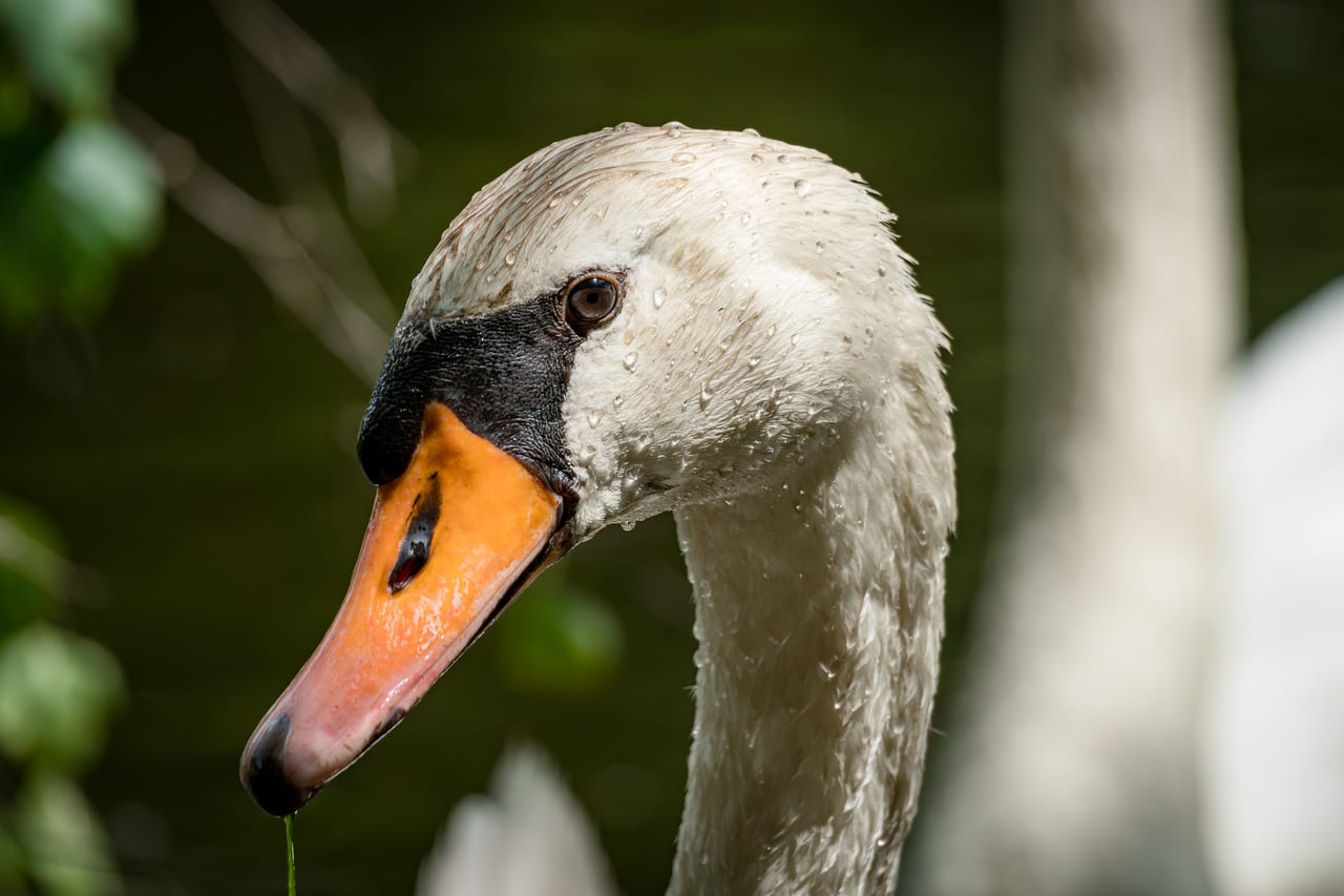 Ein naher Blick auf den Kopf eines Schwans.