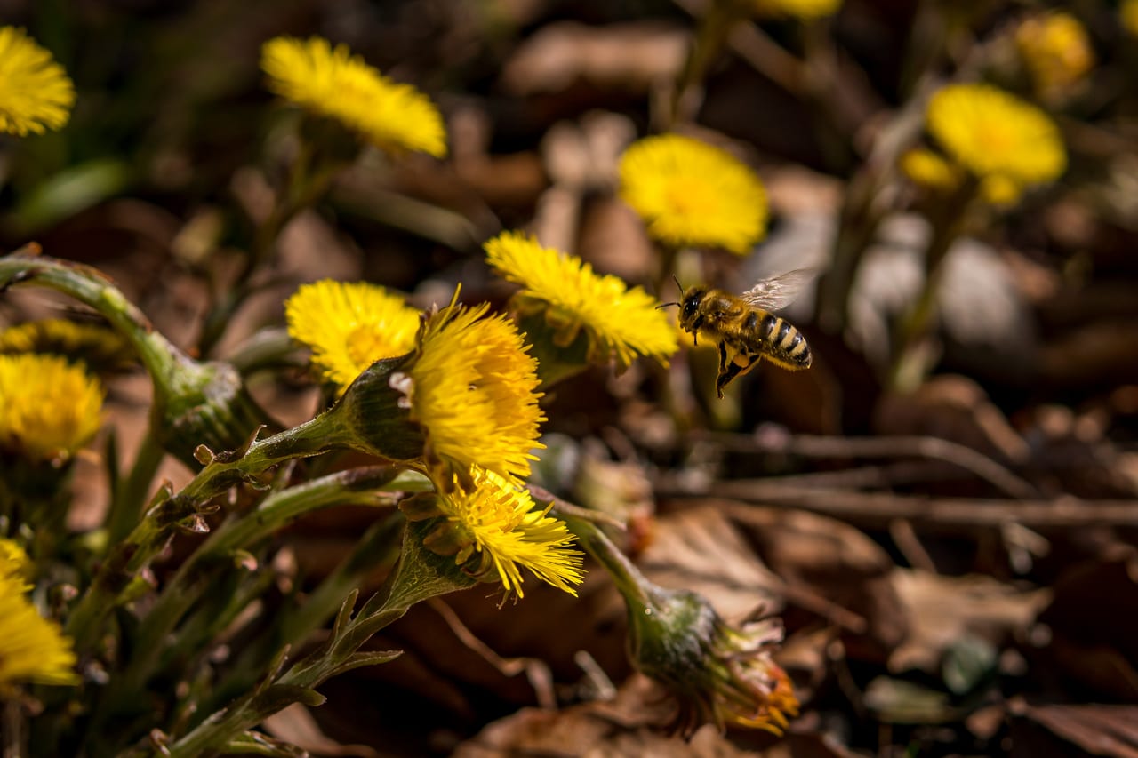 Eine gelb-schwarz gestreifte Wildbiene fliegt über eine dichte Ansammlung leuchtend gelber Blüten.